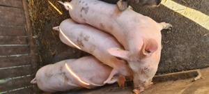 Vând grasuni marele alb - imagine 2