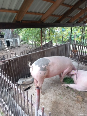 Porc de vânzare 180 kg. - imagine 2