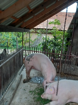 Porc de vânzare 180 kg.
