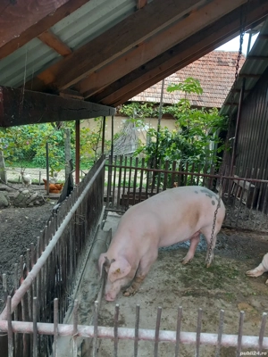 Porc de vânzare 180 kg. - imagine 3