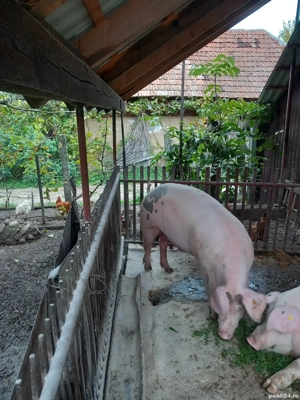 Porc de vânzare 180 kg. - imagine 4