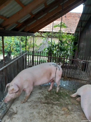 Porc de vânzare 180 kg. - imagine 5