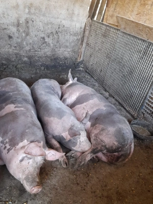 Vand porci - imagine 3