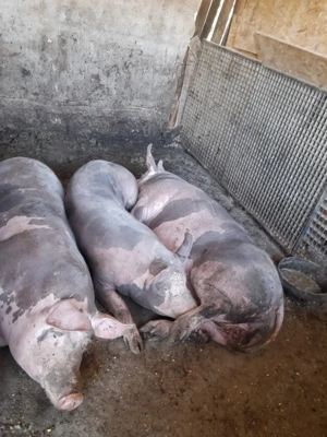 Vand porci - imagine 4