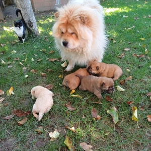 Disponibili pui chow-chow  - imagine 4