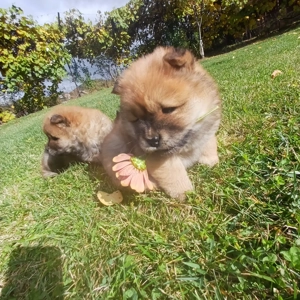 Disponibili pui chow-chow  - imagine 3