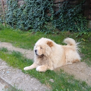 Disponibili pui chow-chow  - imagine 5