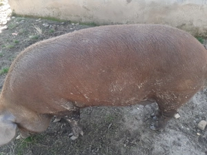 De vânzare - imagine 2