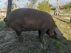 De vânzare - imagine 3