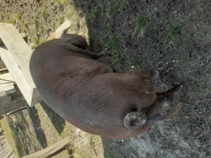 De vânzare - imagine 5