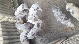 purcei de vanzare - imagine 4