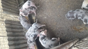 purcei de vanzare - imagine 2