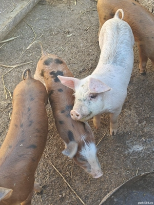 Vând purcei! - imagine 2 Vând purcei! - imagine 2