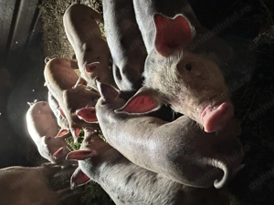 Vând purcei pietrain