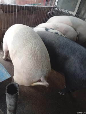 porci 250kg