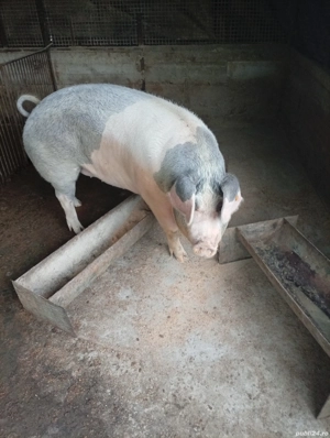 porc 250kg