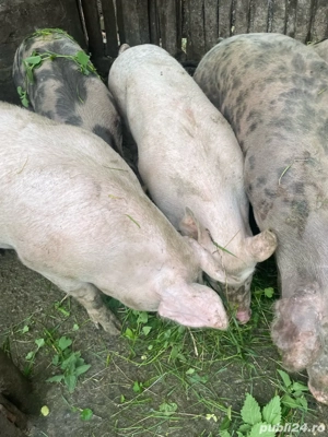 Vand porcii - imagine 2 Vand porcii - imagine 2