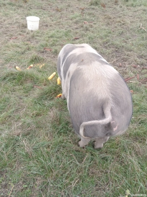 De vinzare - imagine 3