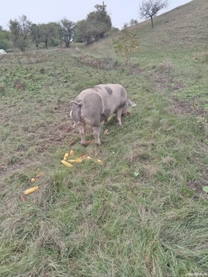 De vinzare - imagine 2