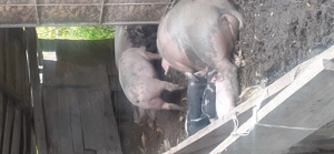 De vanzare porci  - imagine 2 De vanzare porci  - imagine 2