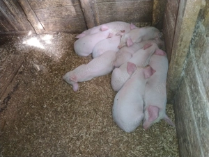 Purcei de carne  - imagine 3