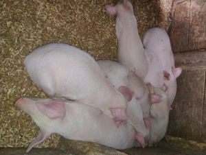 Purcei de carne  - imagine 2