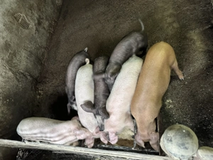 Vand porci Ocna Sibiului