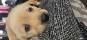 vînd cățeii labrador deparazitati