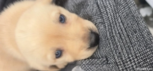 vînd cățeii labrador deparazitati  - imagine 4 vînd cățeii labrador deparazitati  - imagine 4