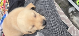 vînd cățeii labrador deparazitati  - imagine 3 vînd cățeii labrador deparazitati  - imagine 3