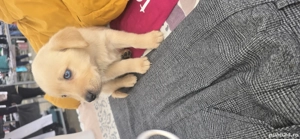 vînd cățeii labrador deparazitati  - imagine 5 vînd cățeii labrador deparazitati  - imagine 5