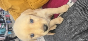vînd cățeii labrador deparazitati  - imagine 2 vînd cățeii labrador deparazitati  - imagine 2