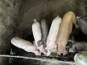 Vand porci Ocna Sibiului  - imagine 2