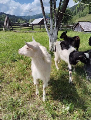 Vând capre Țap - imagine 2 Vând capre Țap - imagine 2