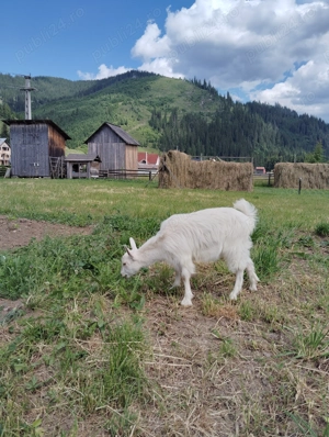 Vând capre Țap - imagine 3 Vând capre Țap - imagine 3