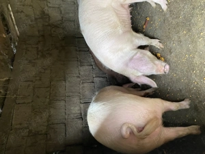 Porci de  vanzare 100-130kg - imagine 4 Porci de  vanzare 100-130kg - imagine 4