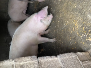 Porci de  vanzare 100-130kg - imagine 2 Porci de  vanzare 100-130kg - imagine 2