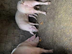 Porci de  vanzare 100-130kg