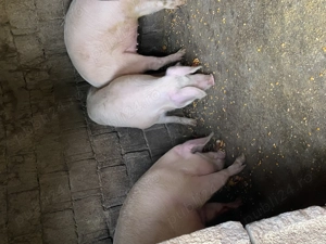 Porci de  vanzare 100-130kg - imagine 3 Porci de  vanzare 100-130kg - imagine 3