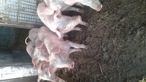 Purcei de vanzare  - imagine 4 Purcei de vanzare  - imagine 4