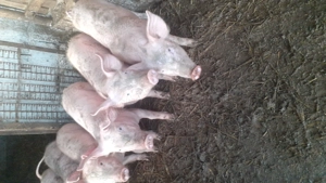 Purcei de vanzare  - imagine 3 Purcei de vanzare  - imagine 3