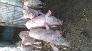 Purcei de vanzare  - imagine 2 Purcei de vanzare  - imagine 2