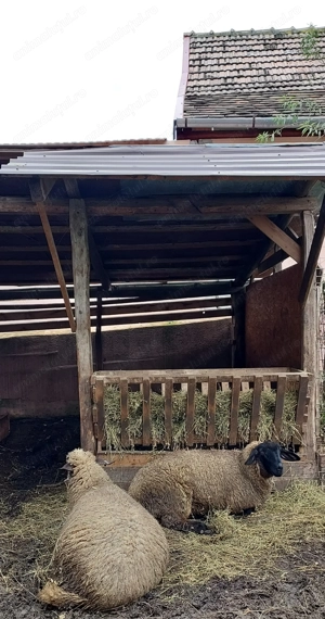 vand mielute rasa suffolk   - imagine 2