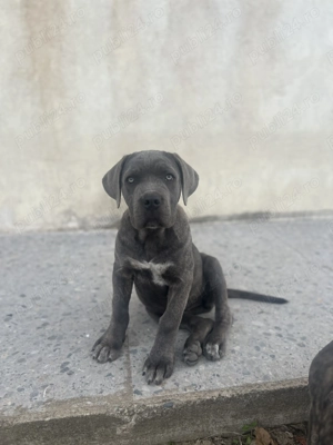 Catei Cane Corso
