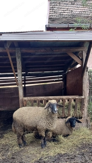 vand mielute rasa suffolk  