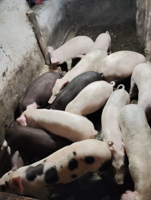 Vând purcei și burlinci 