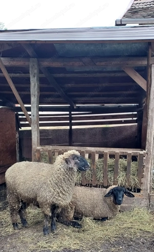 vand mielute rasa suffolk   - imagine 3