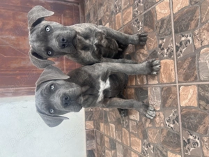 Catei Cane Corso - imagine 2 Catei Cane Corso - imagine 2