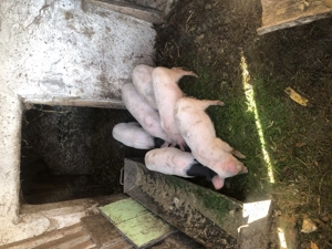 Purcei de vanzare - imagine 3