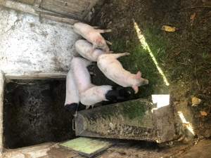 Purcei de vanzare - imagine 4